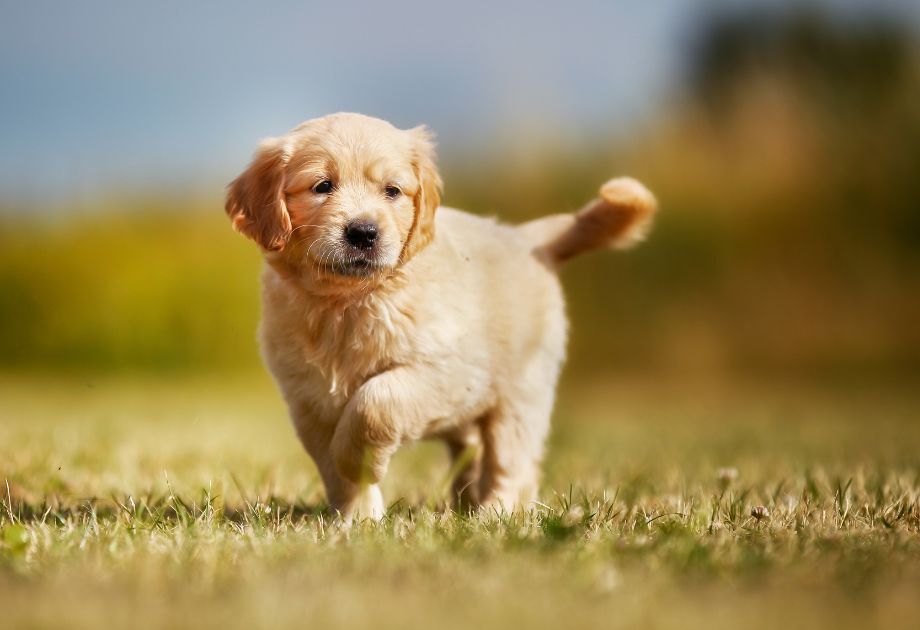 Puppy in summer time